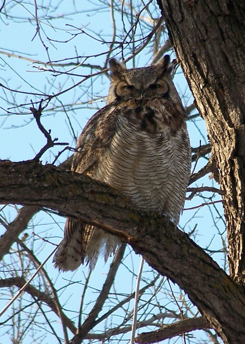 Great Horned Owl - ML90897361