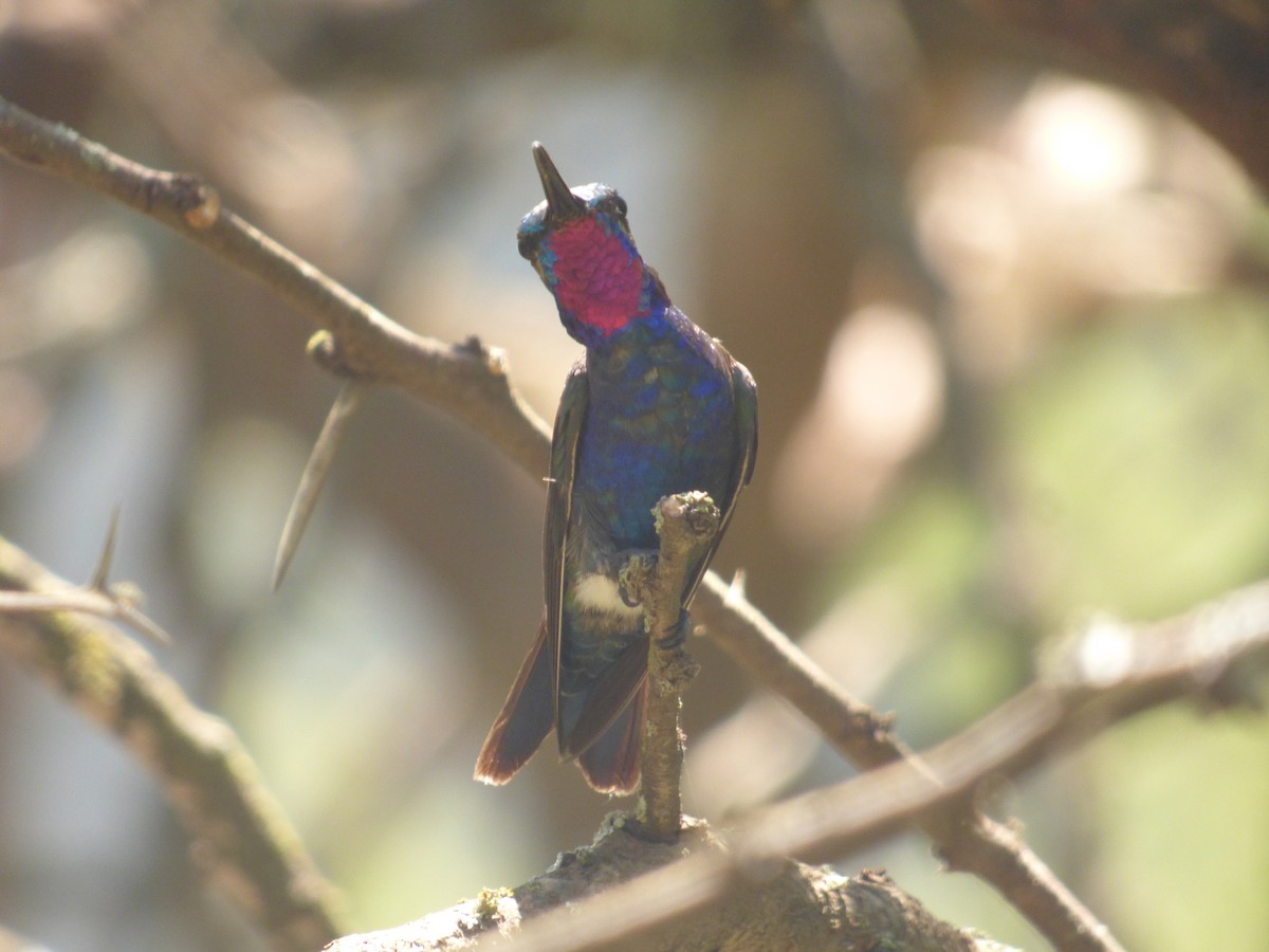 kolibřík cerradový - ML90899491