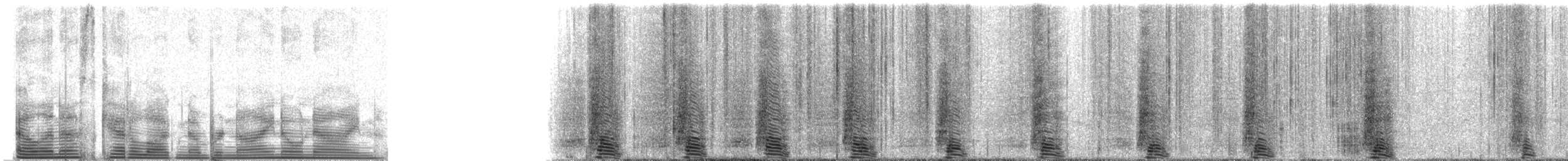 Magellanic Penguin - ML909