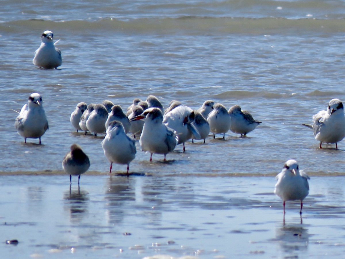 Forster's Tern - ML90901501