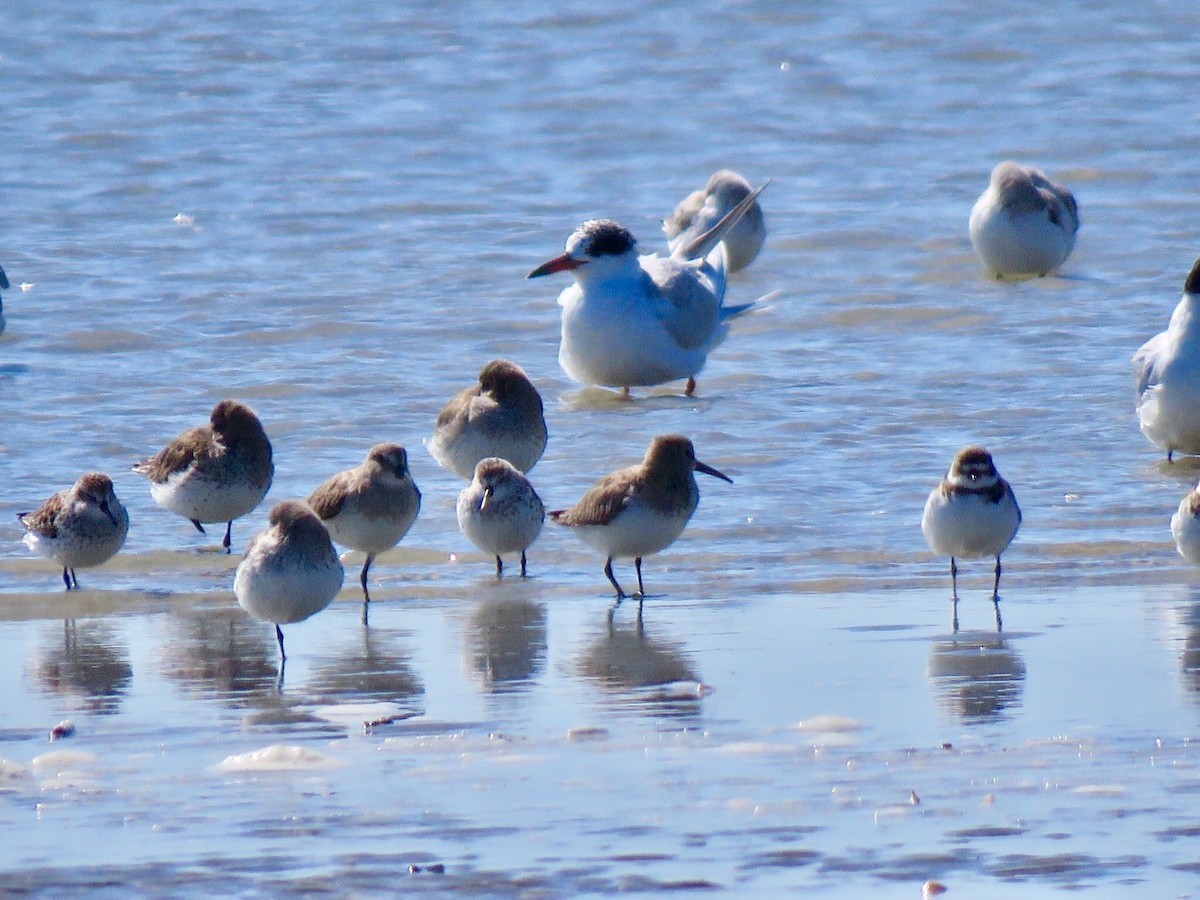 Forster's Tern - ML90901521