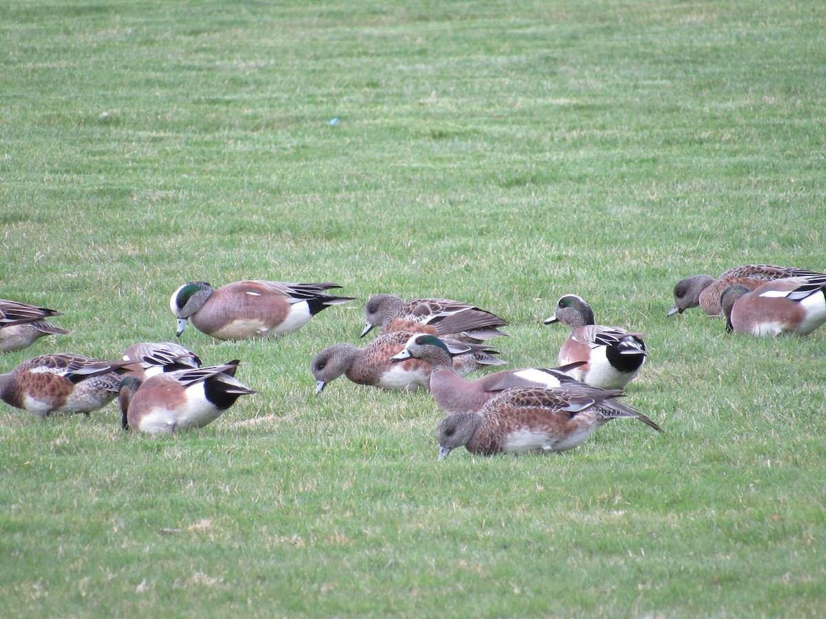 American Wigeon - ML90901771