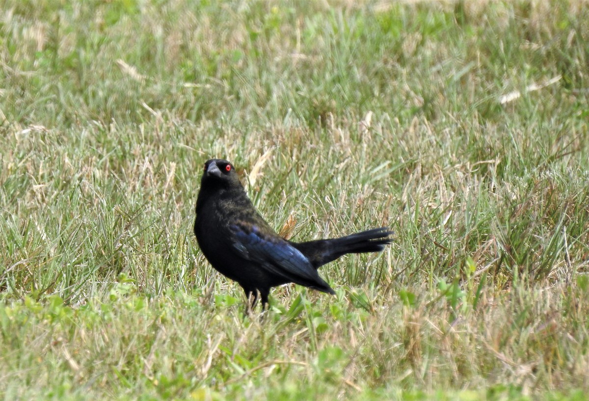 Bronzed Cowbird - ML90902461