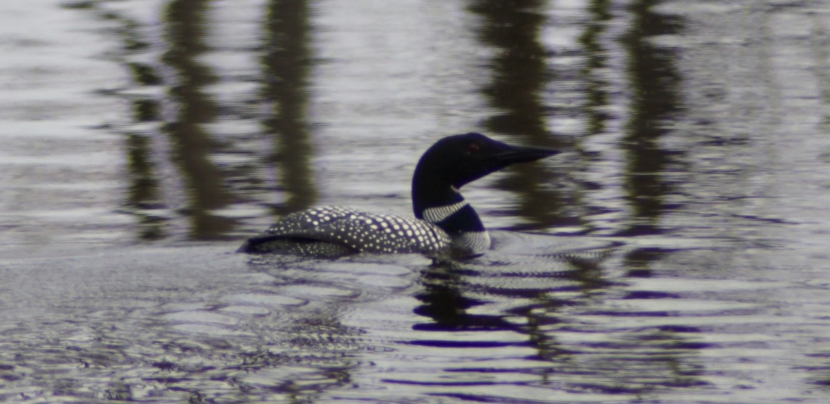 Common Loon - ML90902671