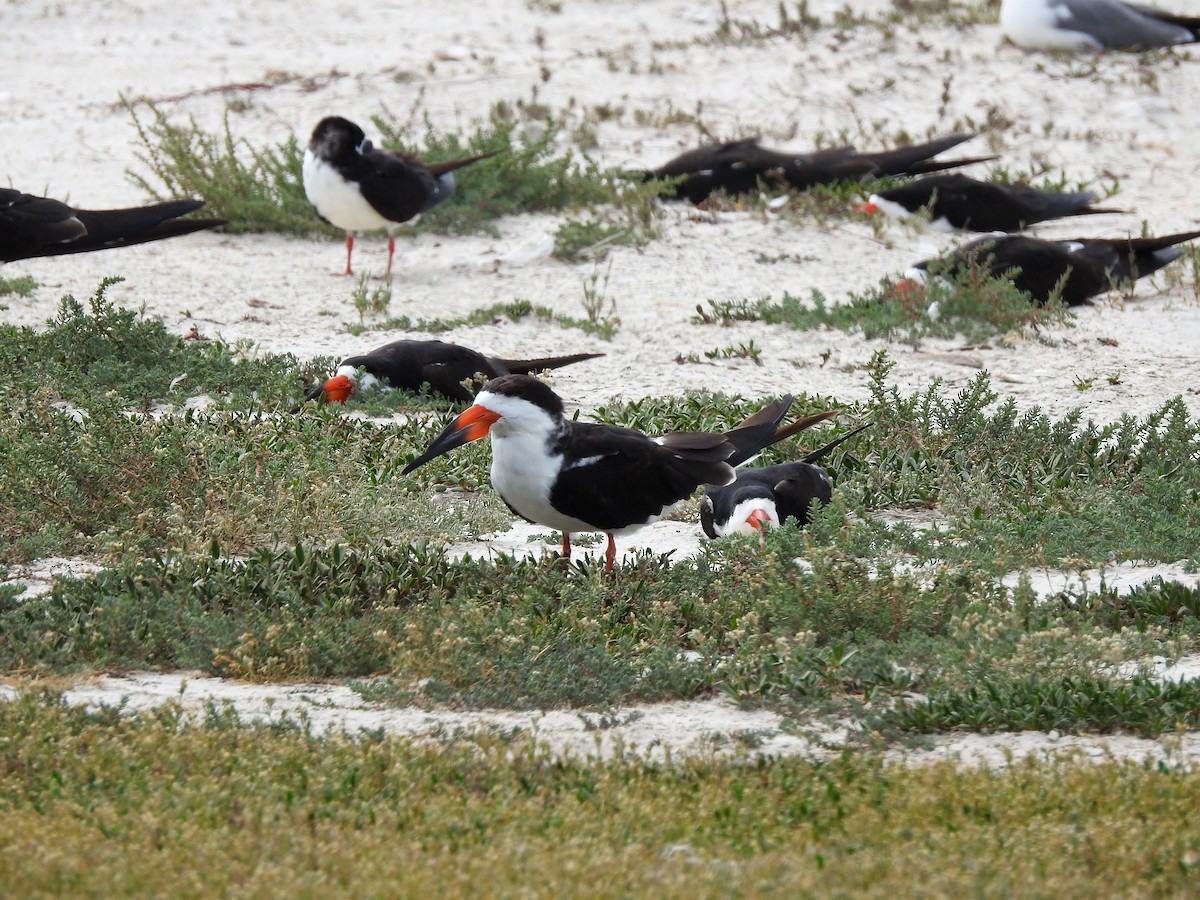 Black Skimmer - ML90902861