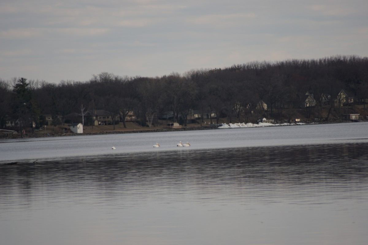 American White Pelican - ML90903091