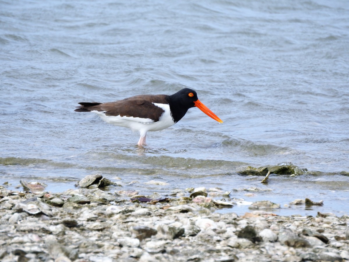 American Oystercatcher - ML90903351