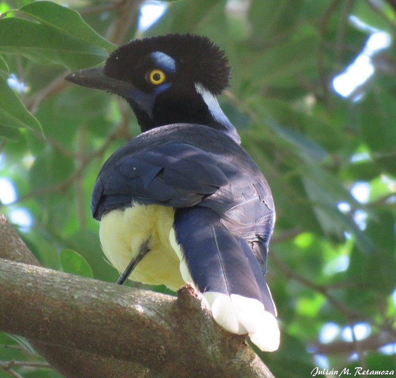 Plush-crested Jay - ML90903441