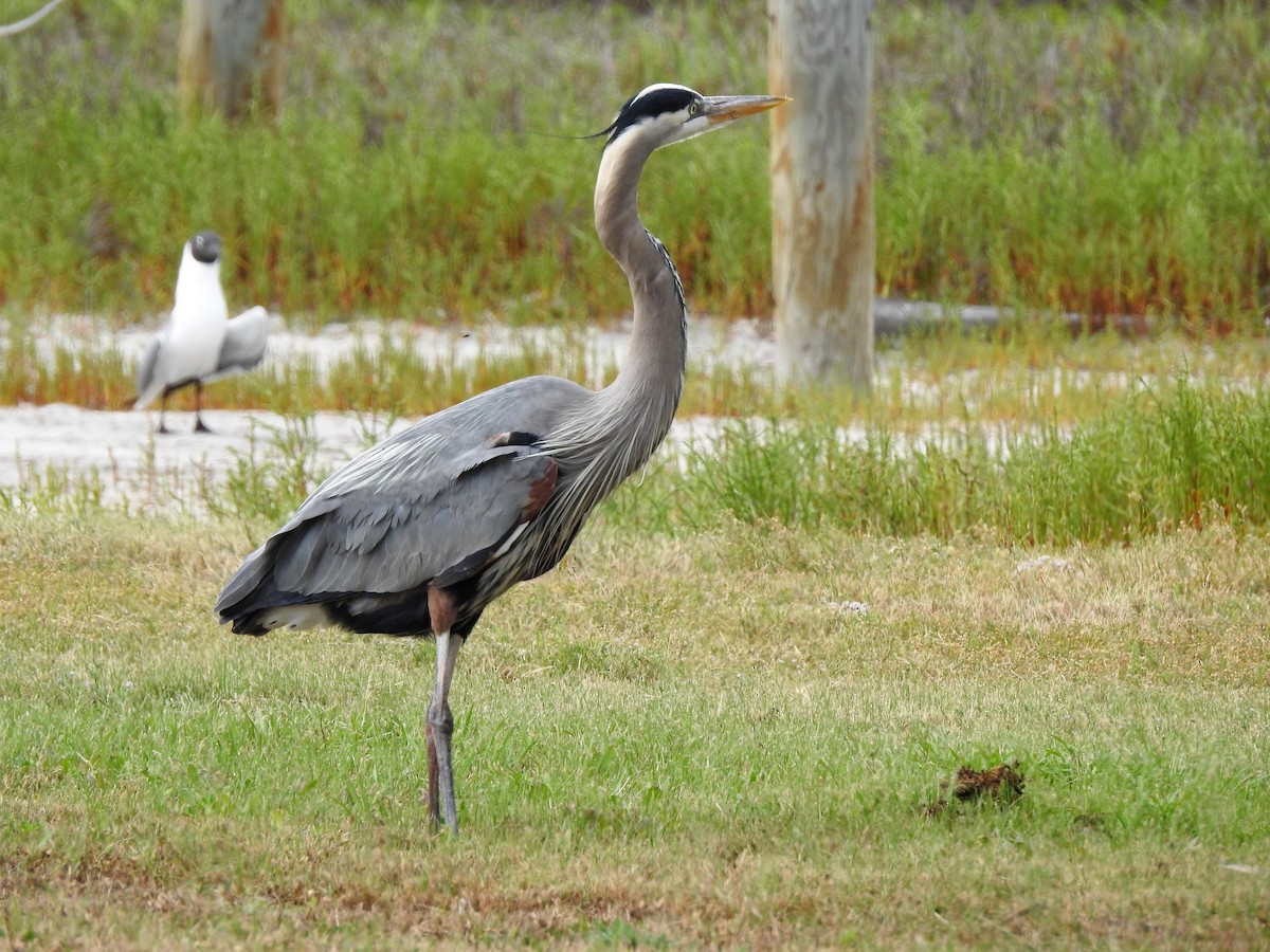 Great Blue Heron - ML90903901