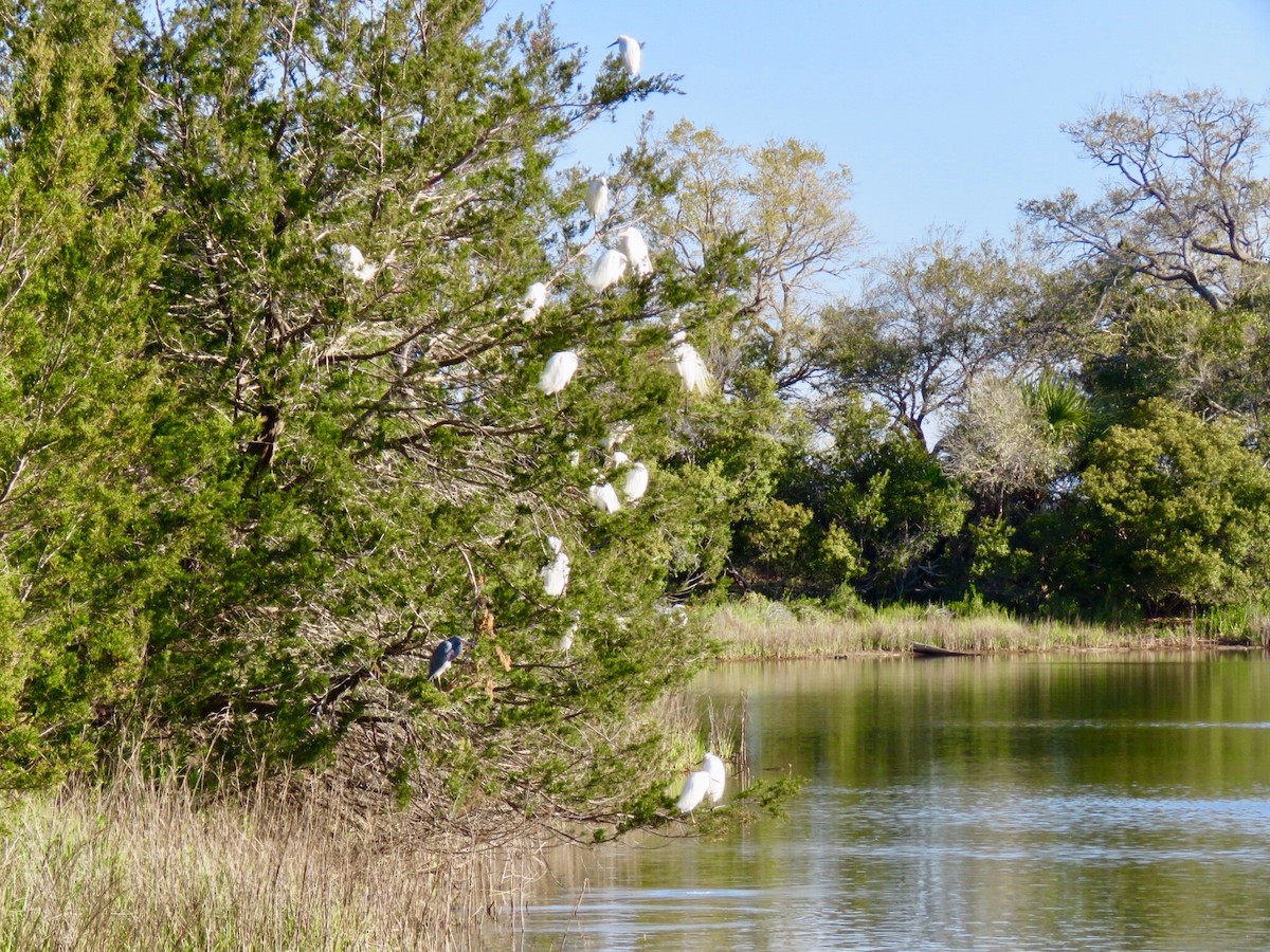 Snowy Egret - ML90904281