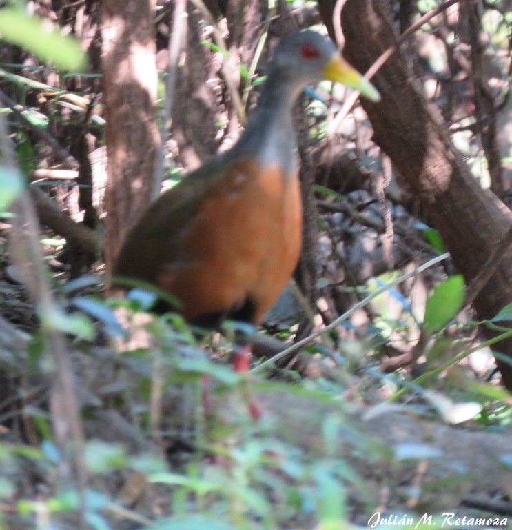 Gray-cowled Wood-Rail - Julián Retamoza