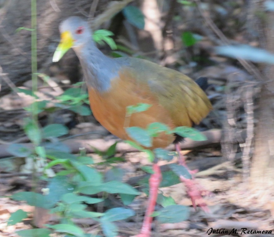 Gray-cowled Wood-Rail - Julián Retamoza