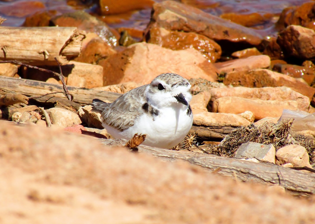 Snowy Plover - Brian Stufflebeam