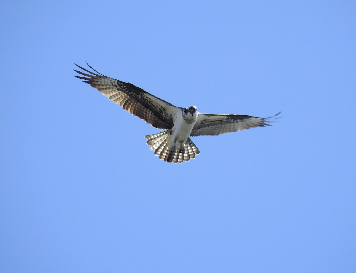 Osprey - ML90905691