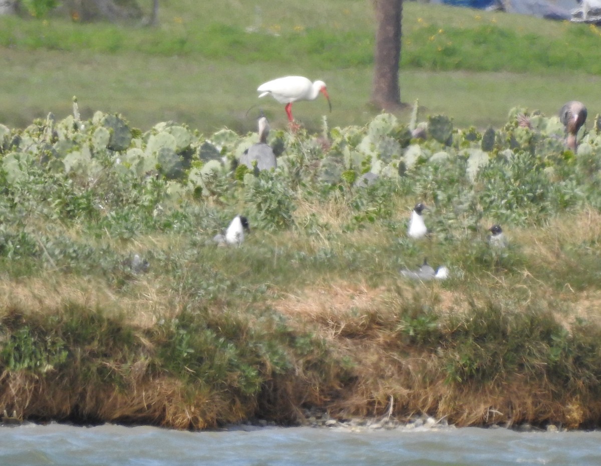 White Ibis - ML90905711