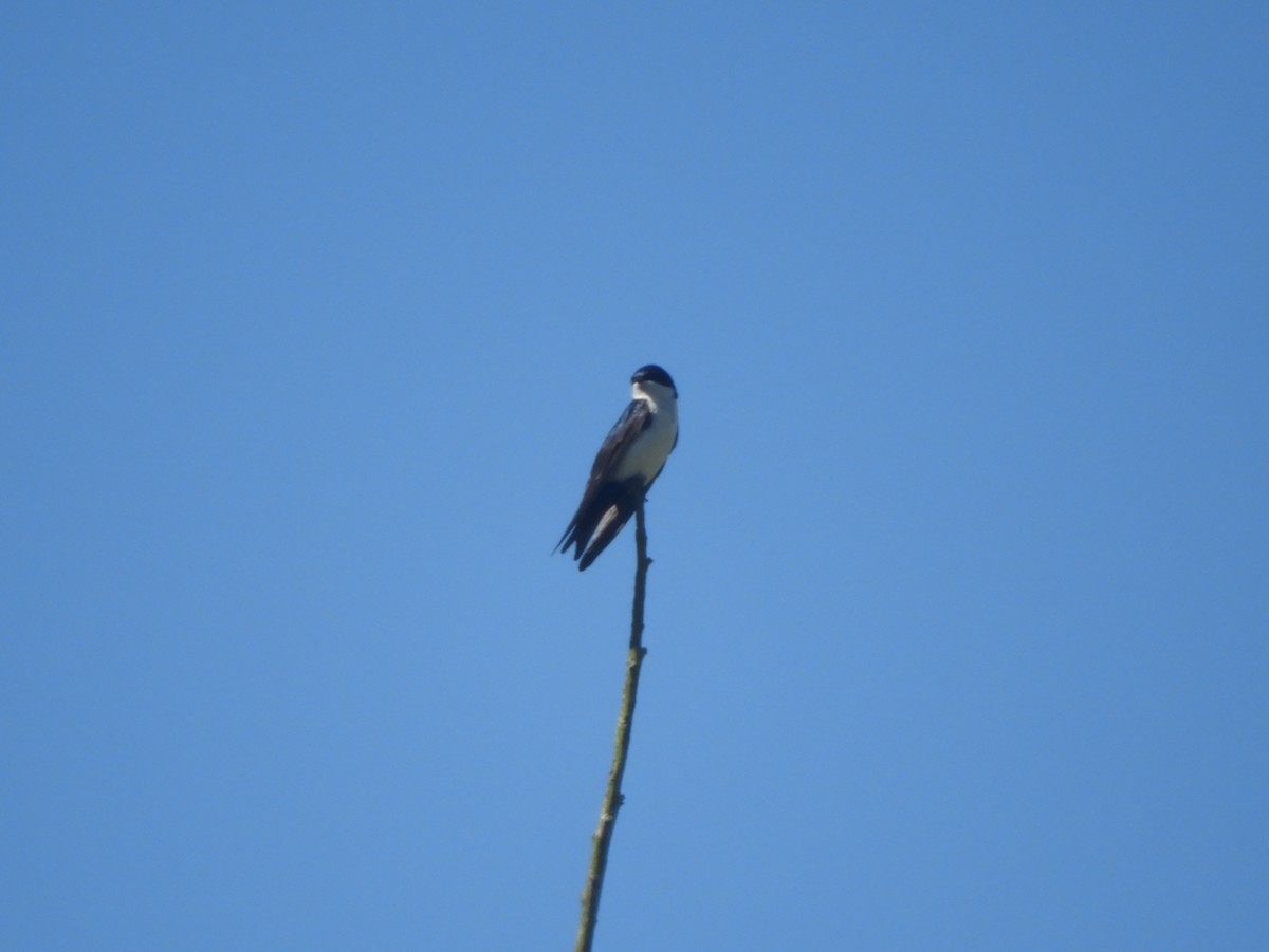 Blue-and-white Swallow - ML90905771