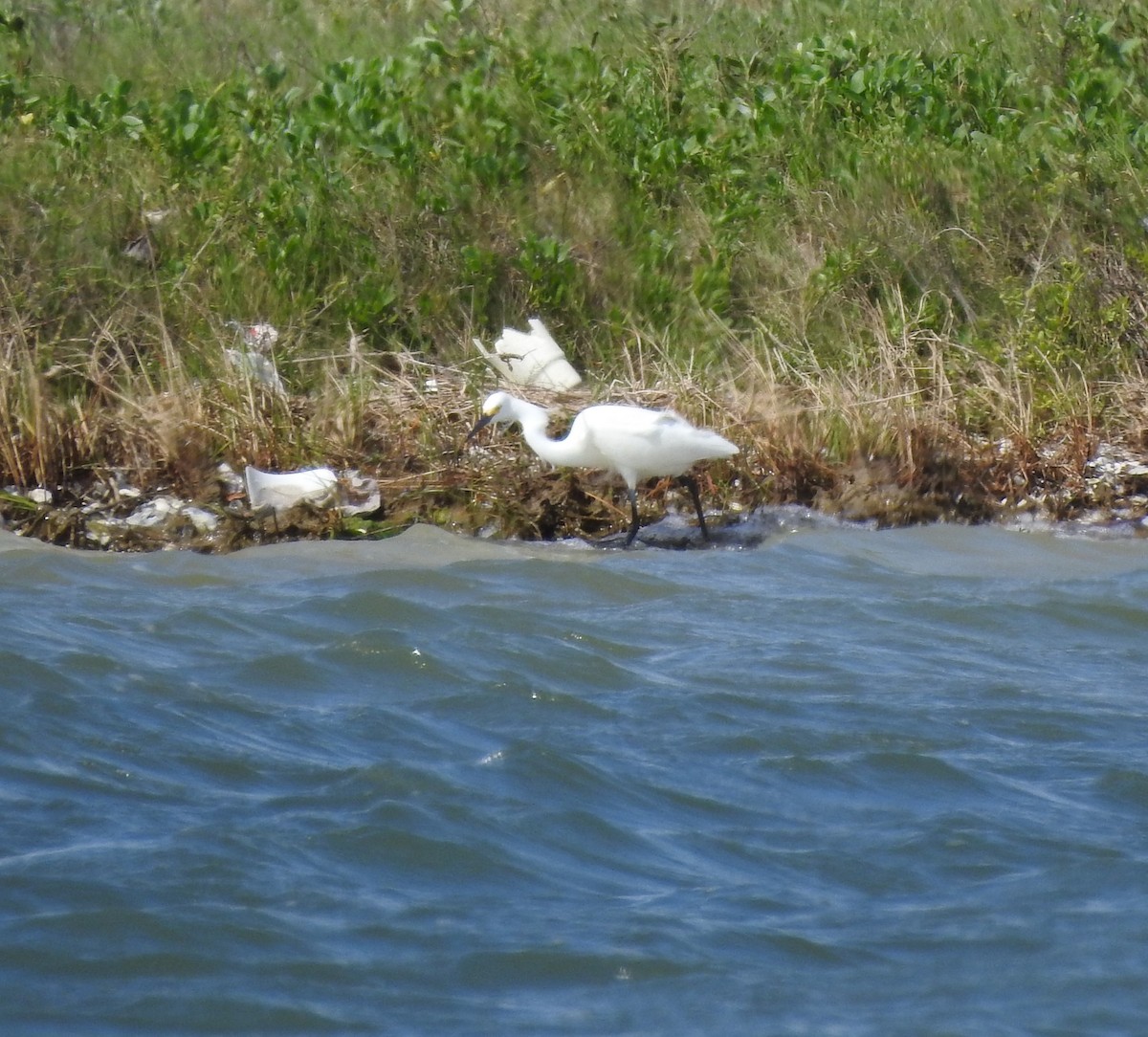 Snowy Egret - ML90905861