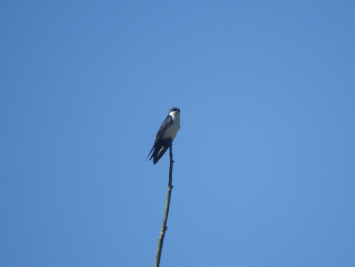 Blue-and-white Swallow - Shiela Shallcross