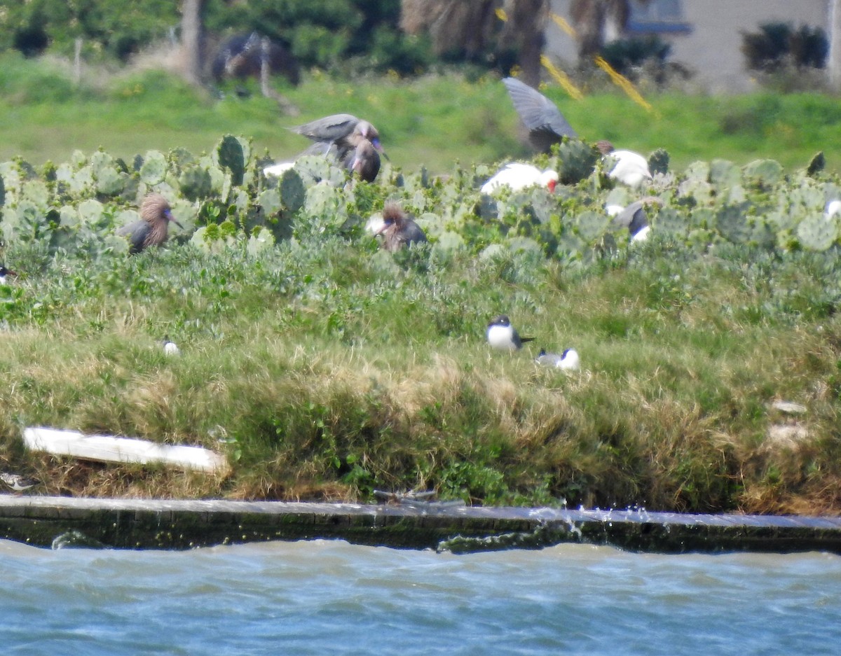 Reddish Egret - ML90905941