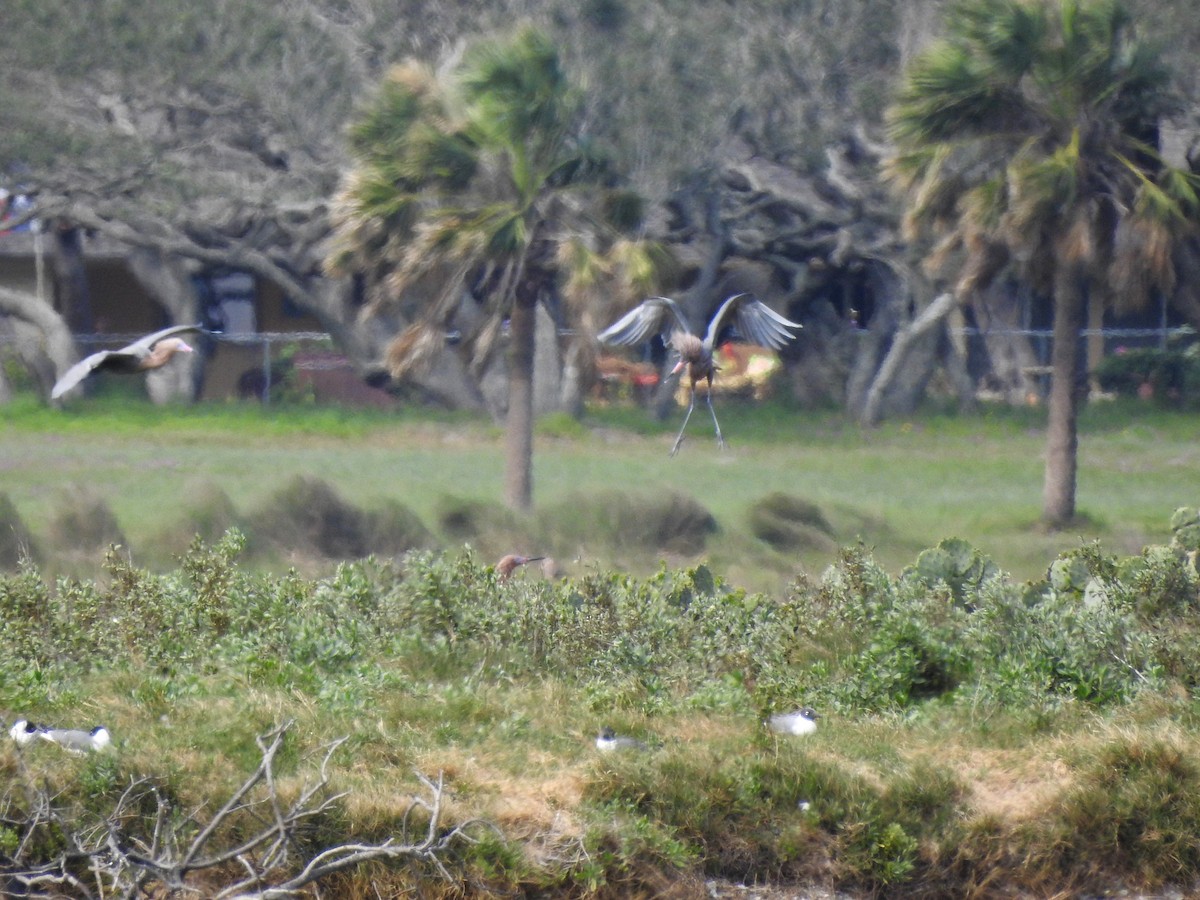 Reddish Egret - ML90905951