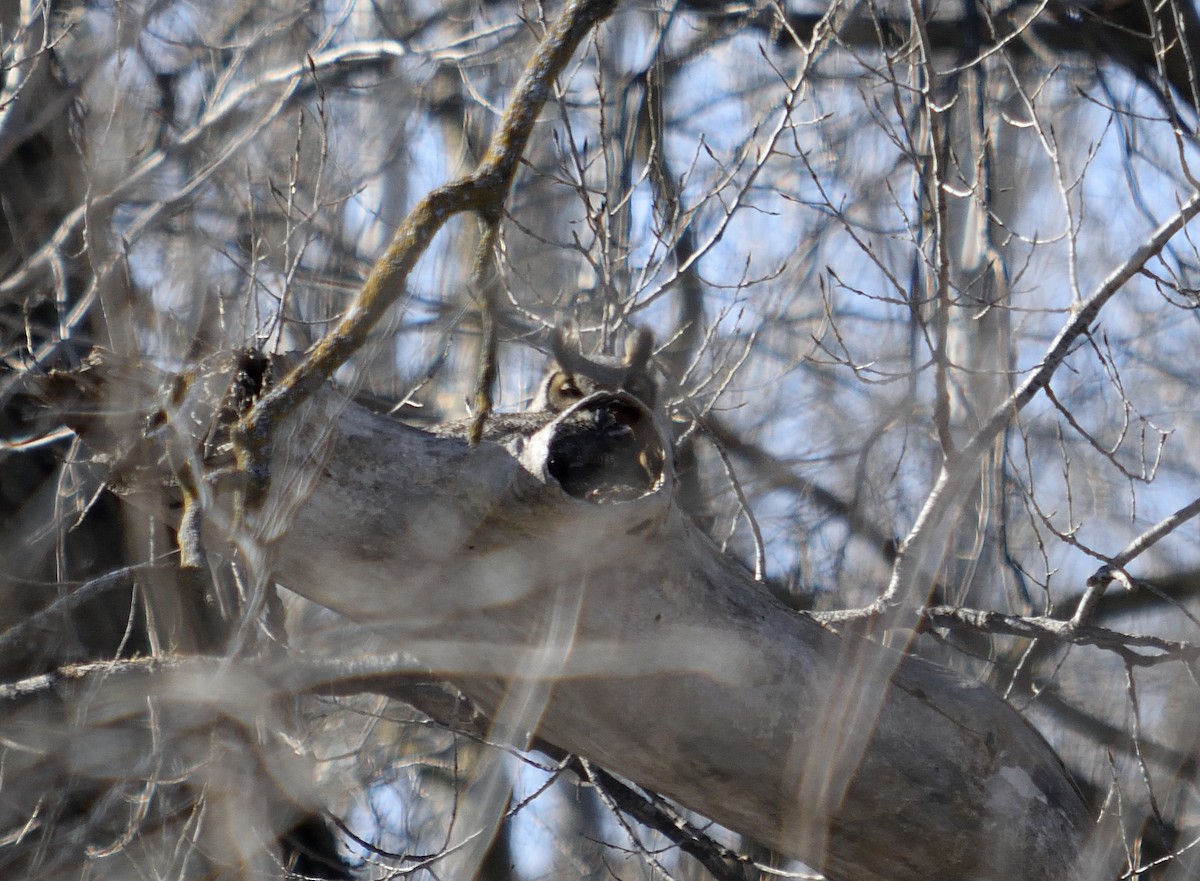 Great Horned Owl - Randy Rasmussen