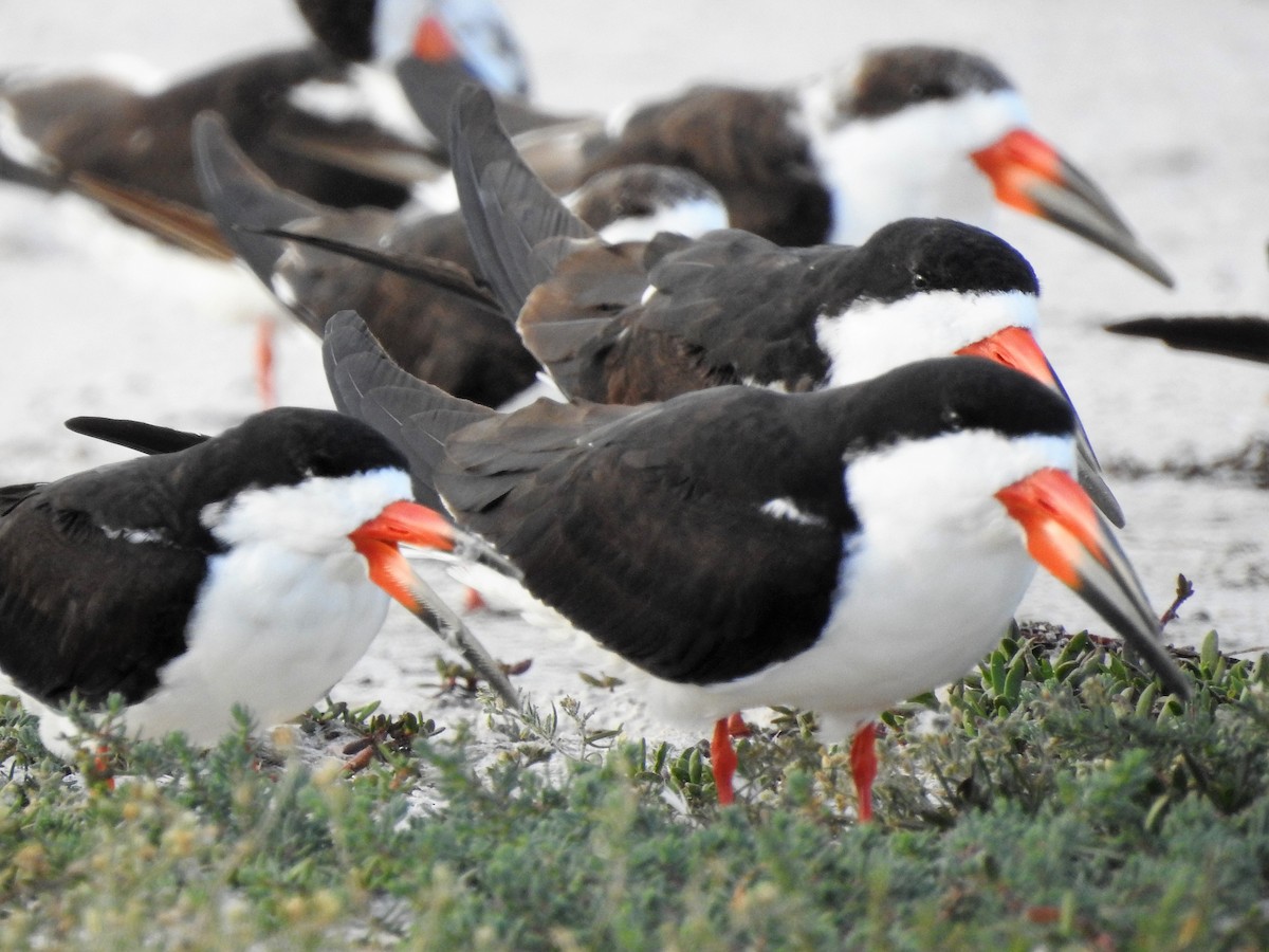 Black Skimmer - ML90908141