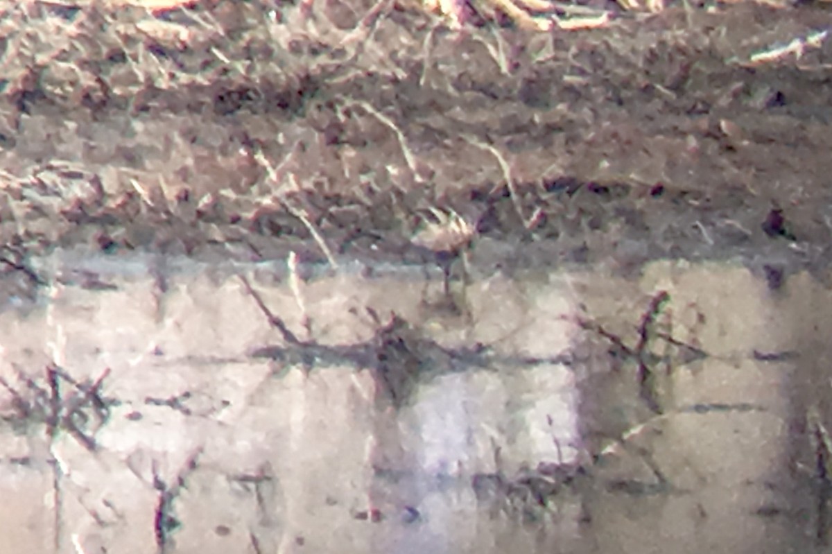 Wilson's Snipe - ML90908701