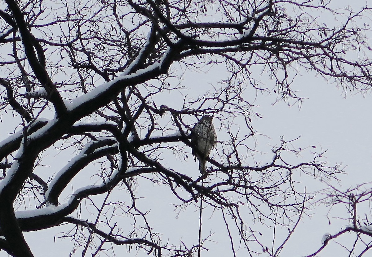 Cooper's Hawk - ML90909431