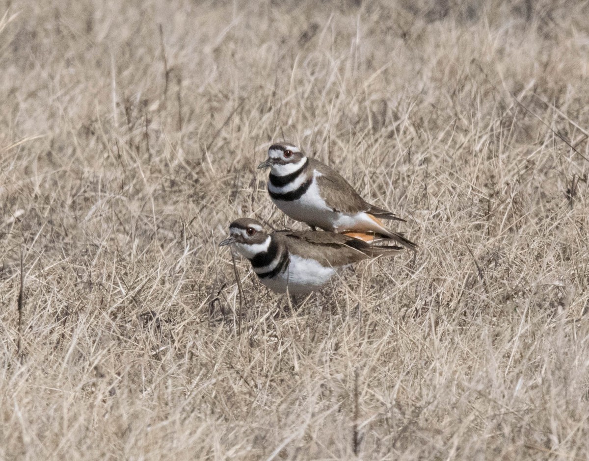 Killdeer - ML90909691