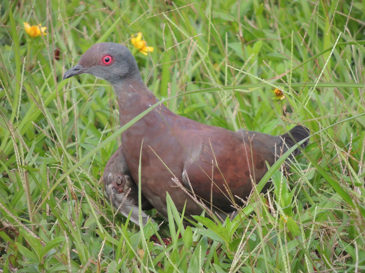 Pale-vented Pigeon - ML90911031