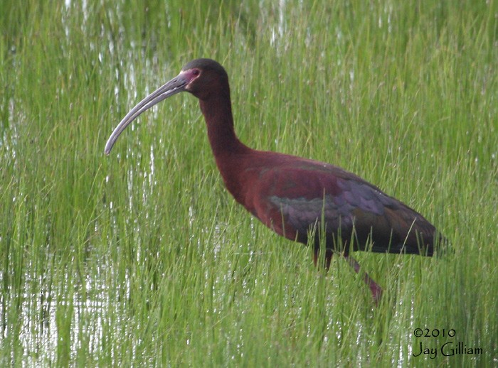 ibis americký - ML90911211