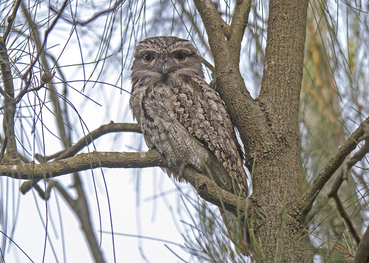 Tawny Frogmouth - ML90913431