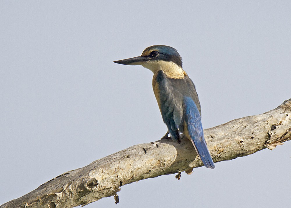 Sacred Kingfisher - ML90913581