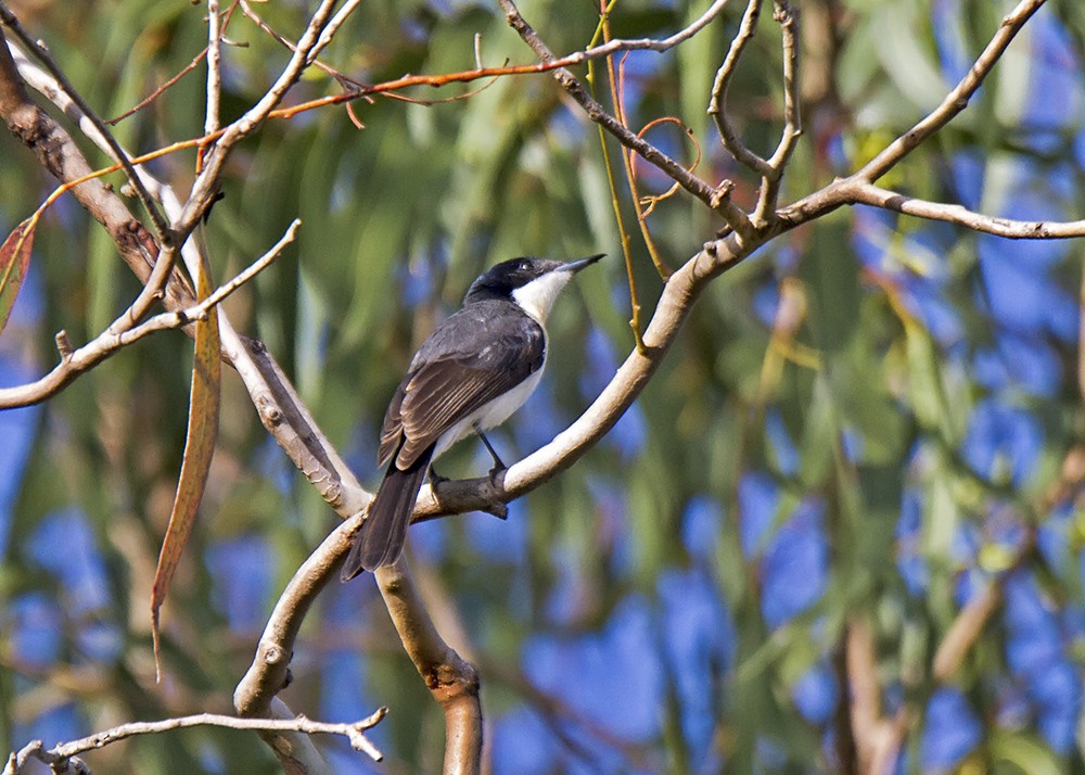 Restless Flycatcher - Stephen Murray