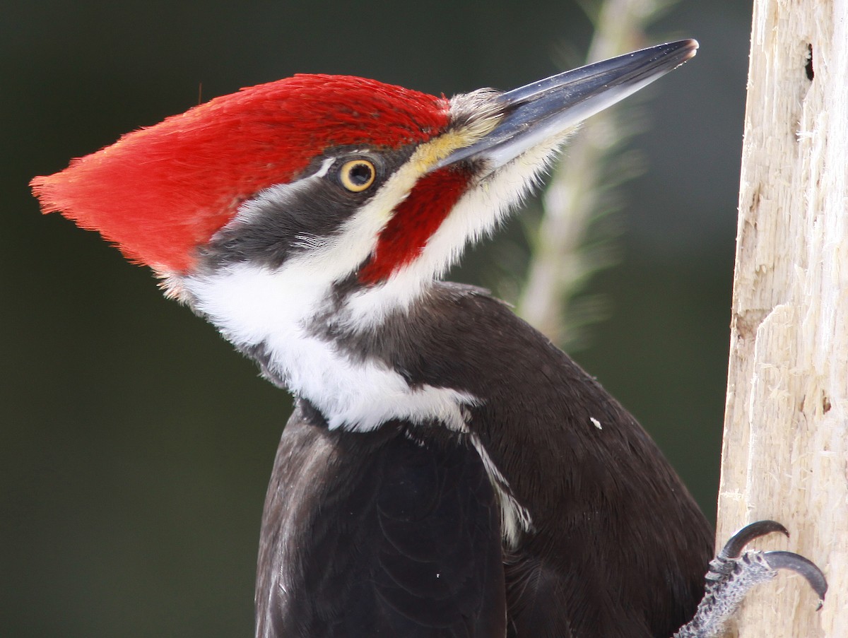 Pileated Woodpecker - Gilles Ethier