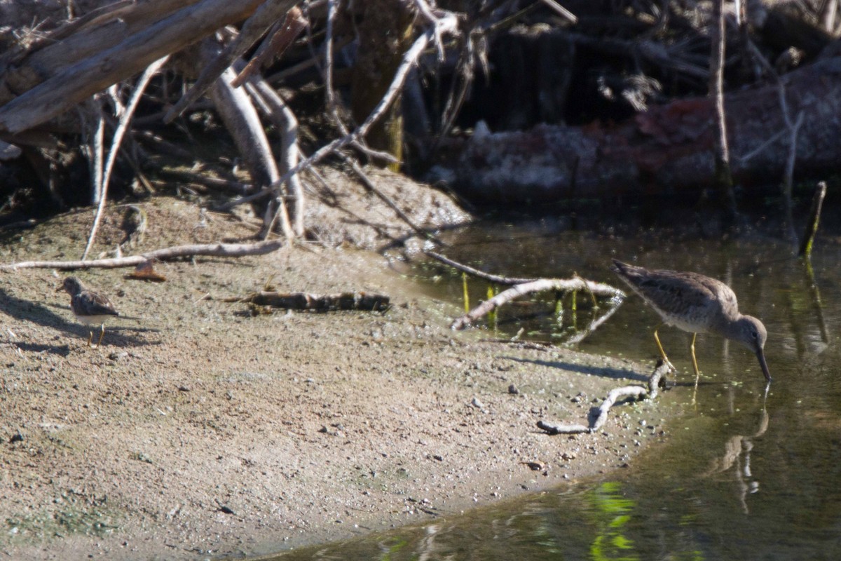 Short-billed Dowitcher - ML90917961