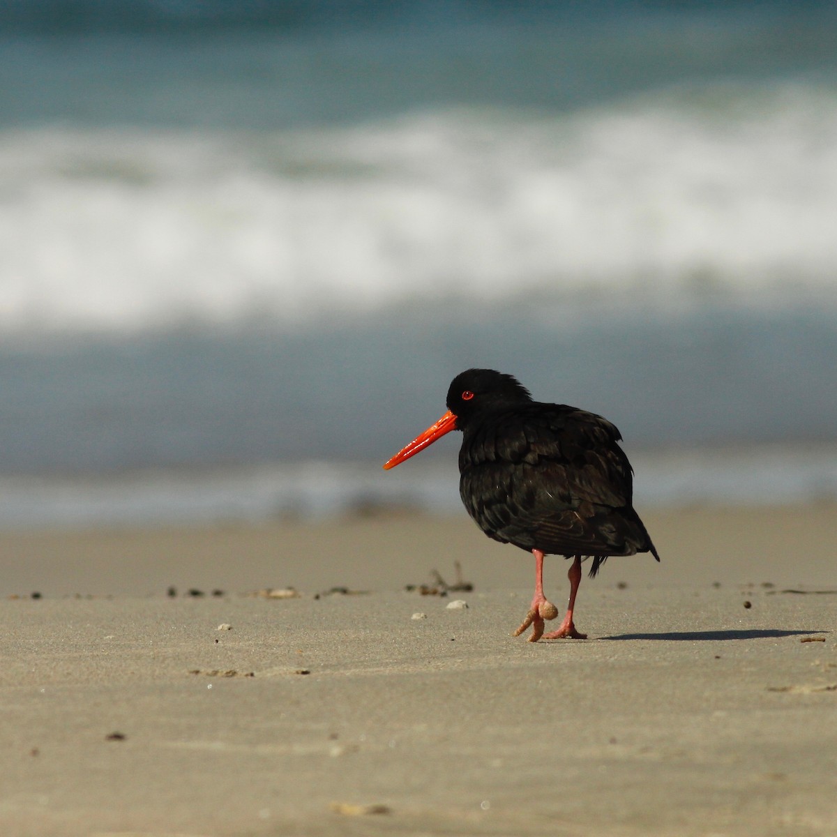 Variable Oystercatcher - Doug Cooper