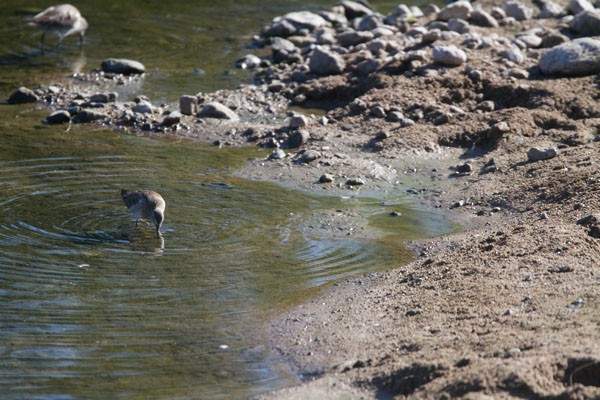 Short-billed Dowitcher - ML90918521