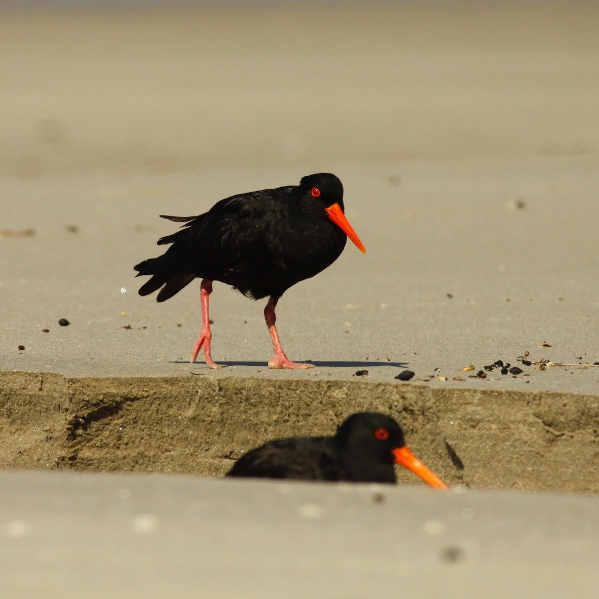 Variable Oystercatcher - ML90918921