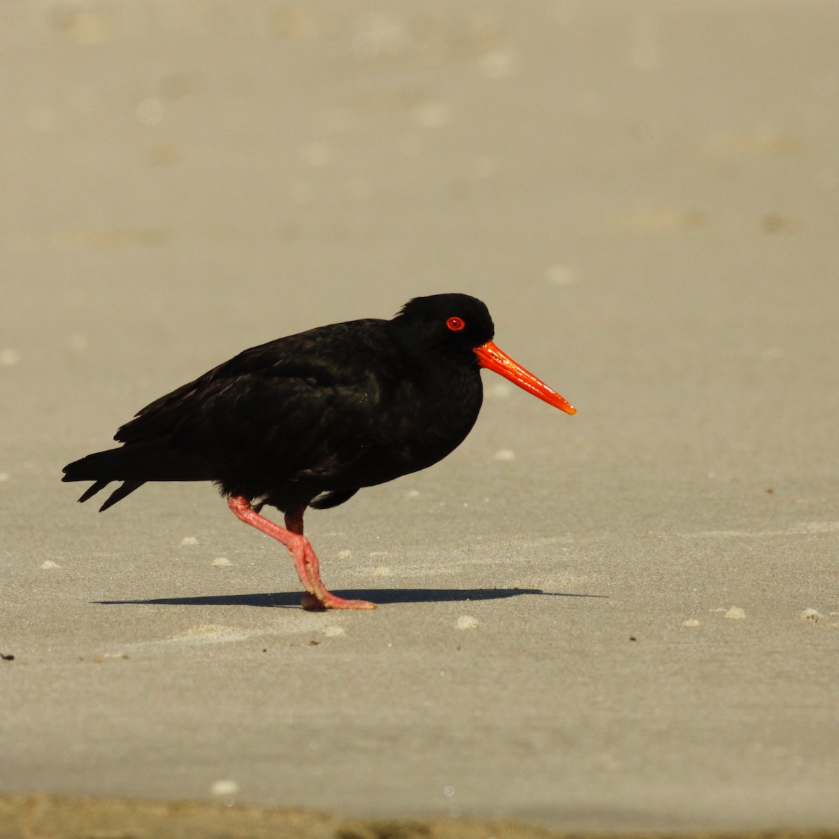 Variable Oystercatcher - ML90919231