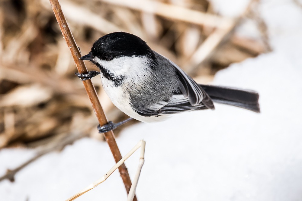 Black-capped Chickadee - Jean-Guy Papineau