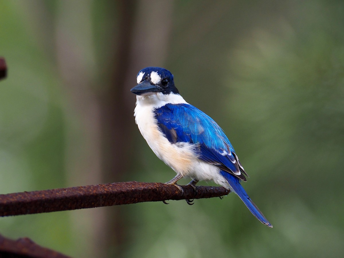 Forest Kingfisher - ML90919481