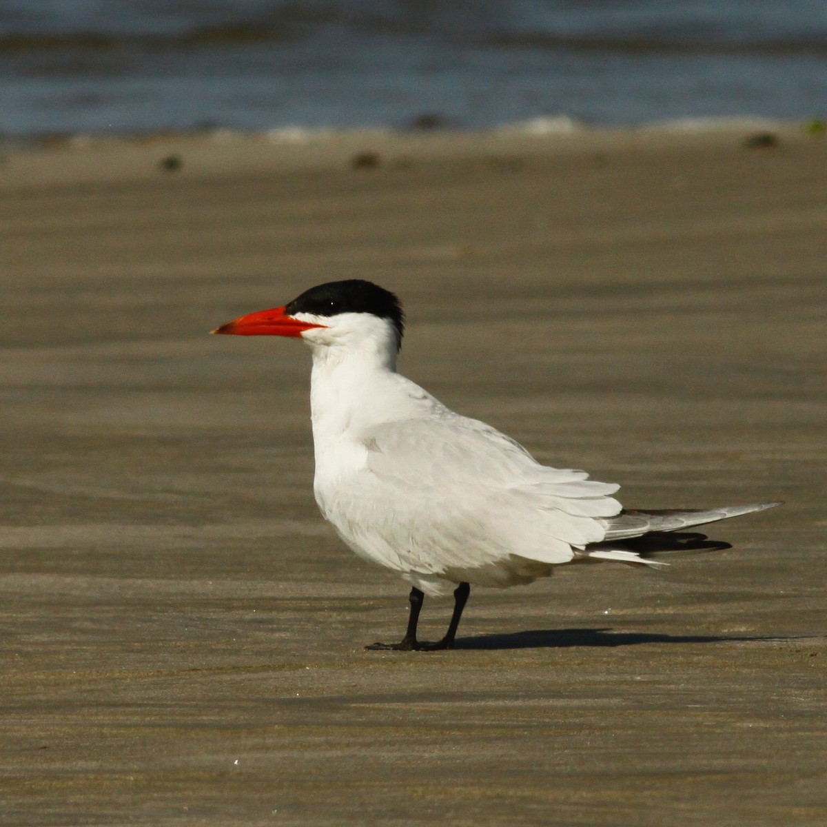 Caspian Tern - ML90919621