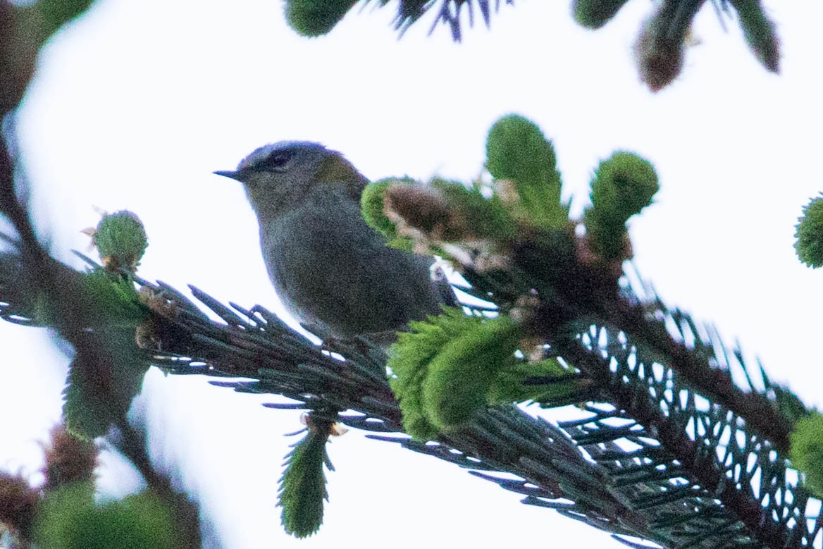 Common Firecrest - ML90921321