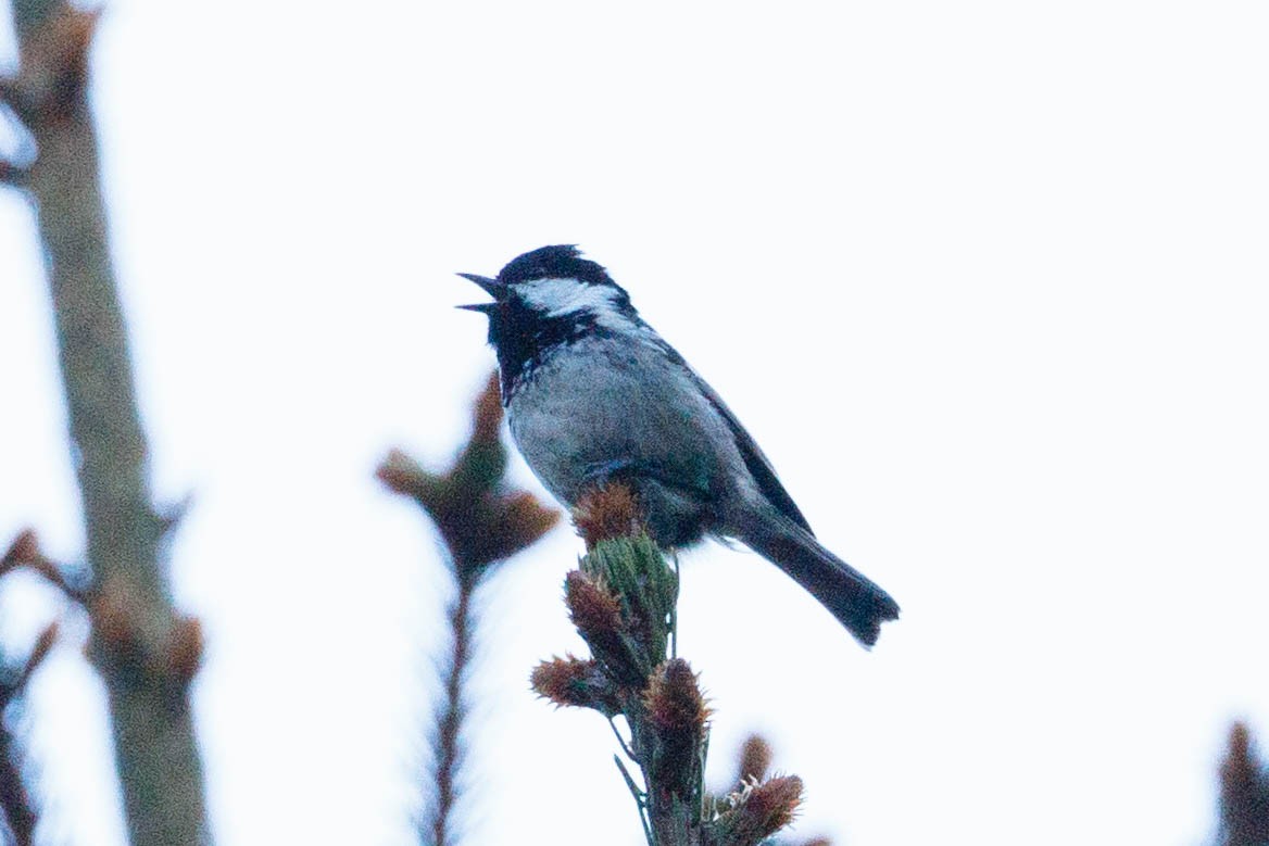 Coal Tit - ML90921731