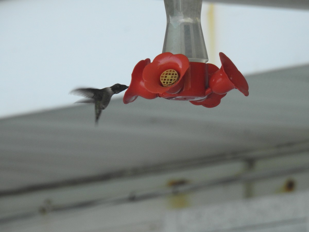 Ruby-throated Hummingbird - ML90921961