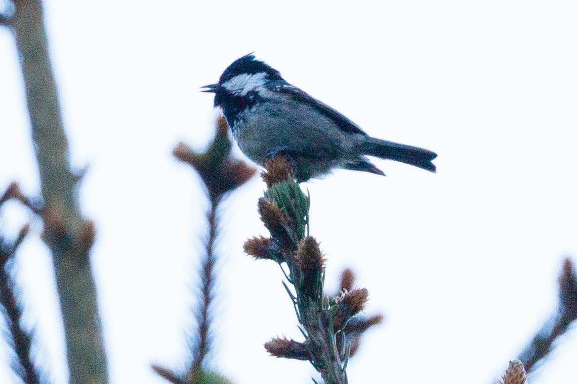 Coal Tit - ML90921981