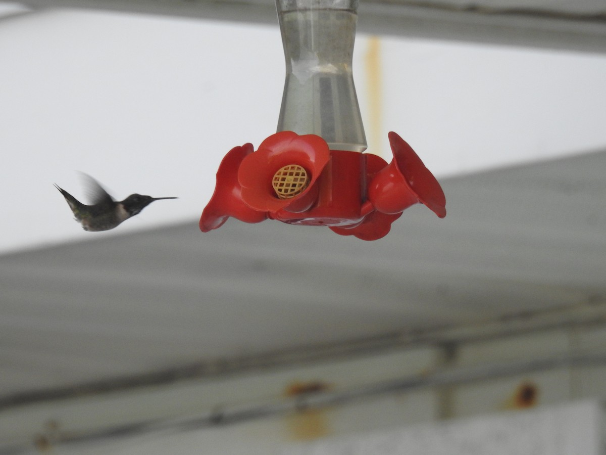 Ruby-throated Hummingbird - elwood bracey