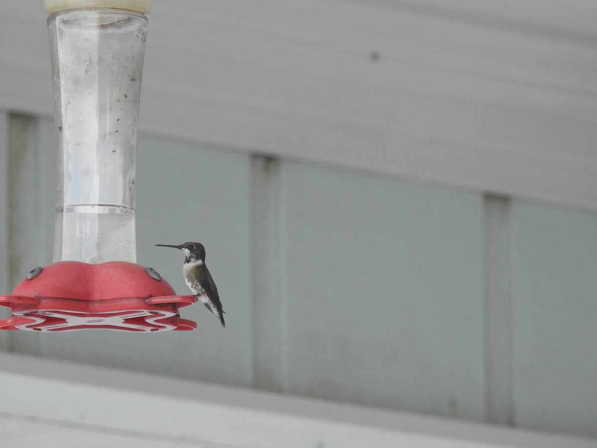 Colibrí Gorjirrubí - ML90922051