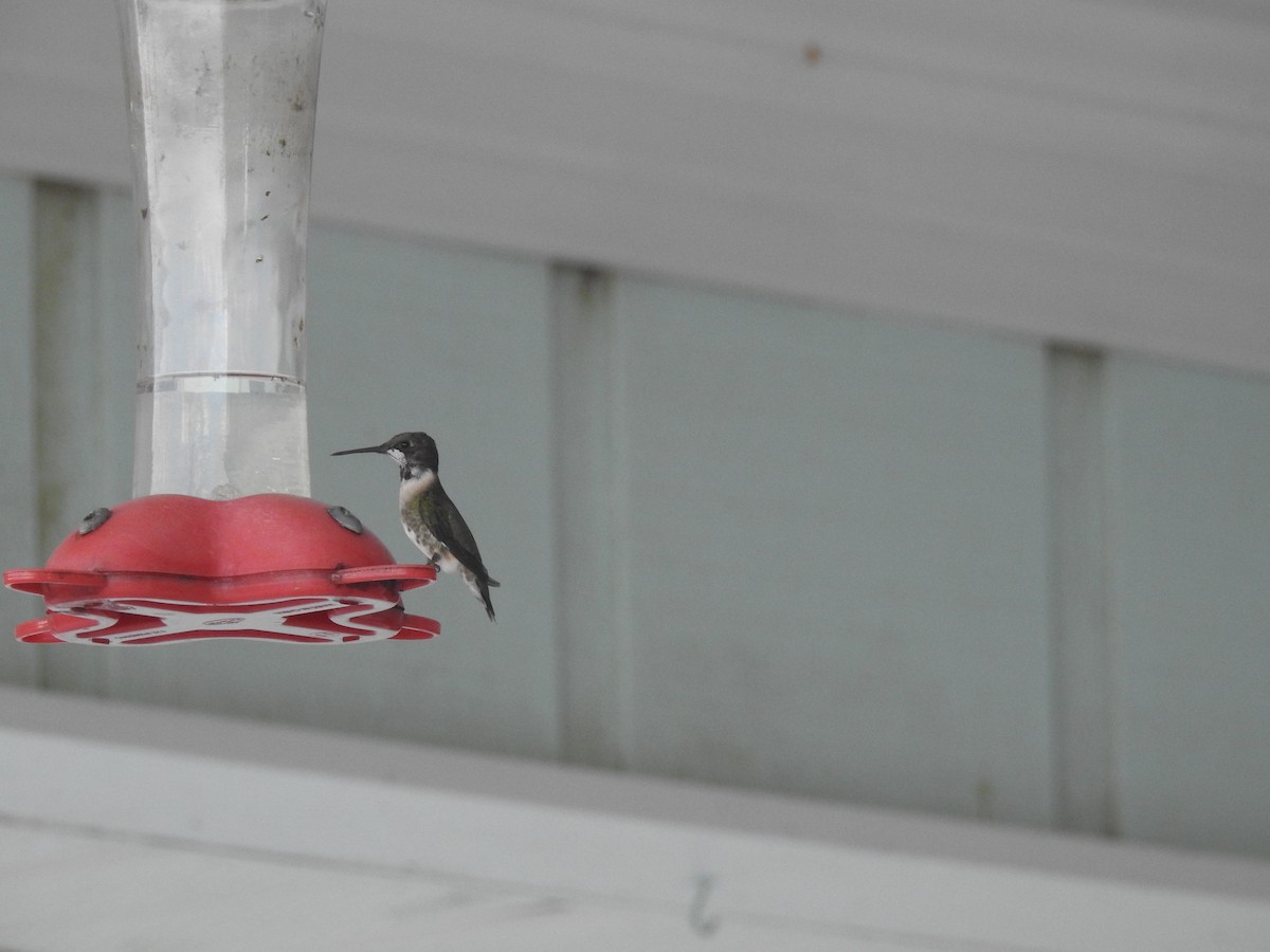 Colibrí Gorjirrubí - ML90922081